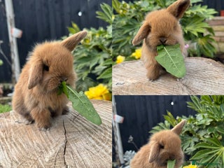 Mini Lop rabbits - Advert 18