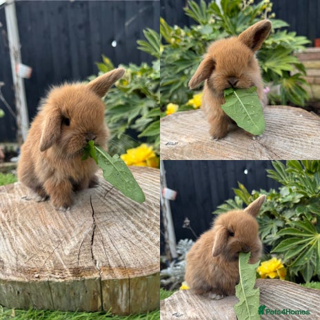 Mini Lop rabbits - Advert 12