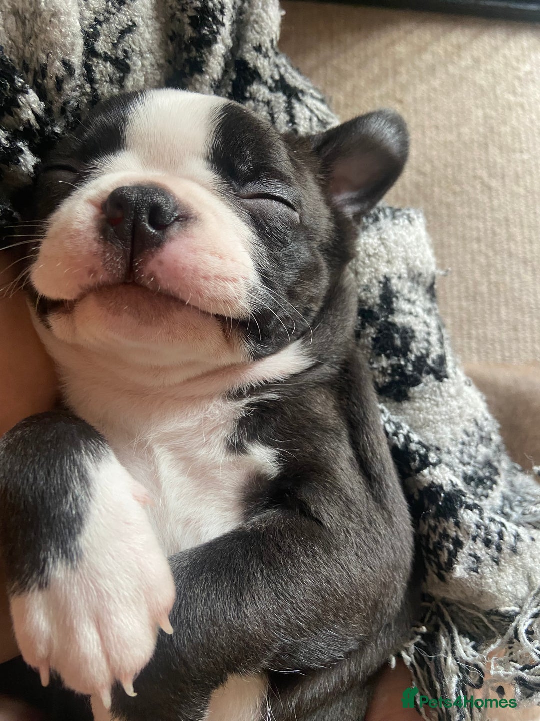 Boston Terrier dogs for sale: 🐾 Last Boston Terrier pup available 🐾 - Advert 23