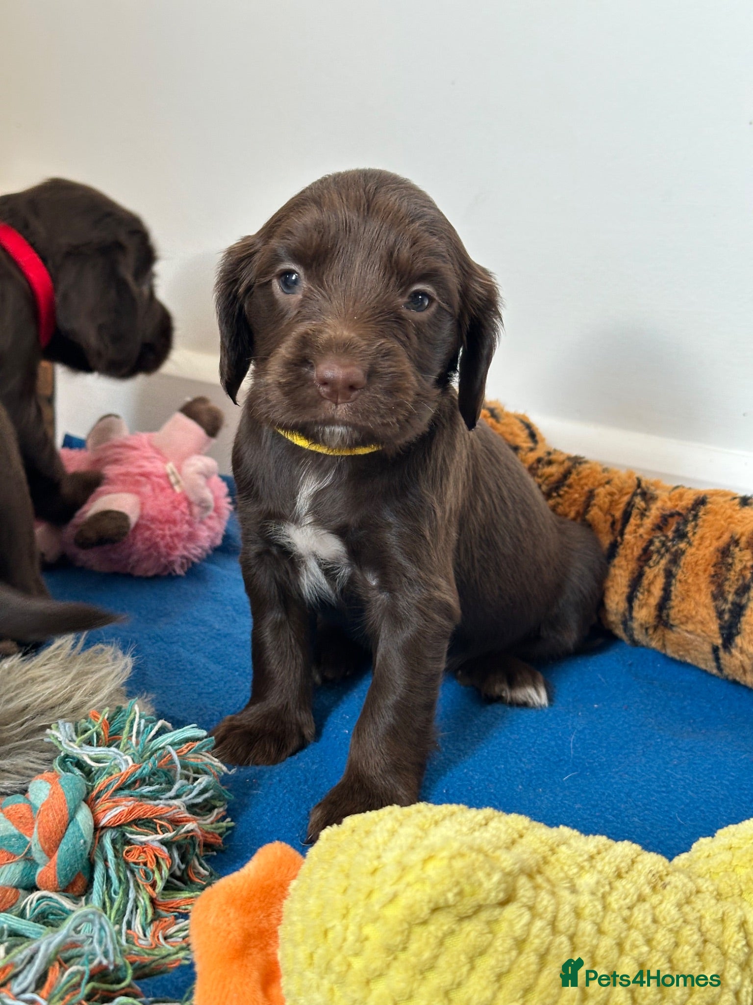 Sprocker dogs Fully Health Tested F1 Sprocker Spaniel Puppies - Advert 2