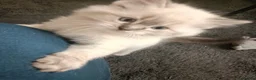Ragdoll cats for sale: 🌸🌸 BEAUTIFUL RAGDOLL 🌸🌸ALL AVAILABLE 🌸🌸 - Advert 17