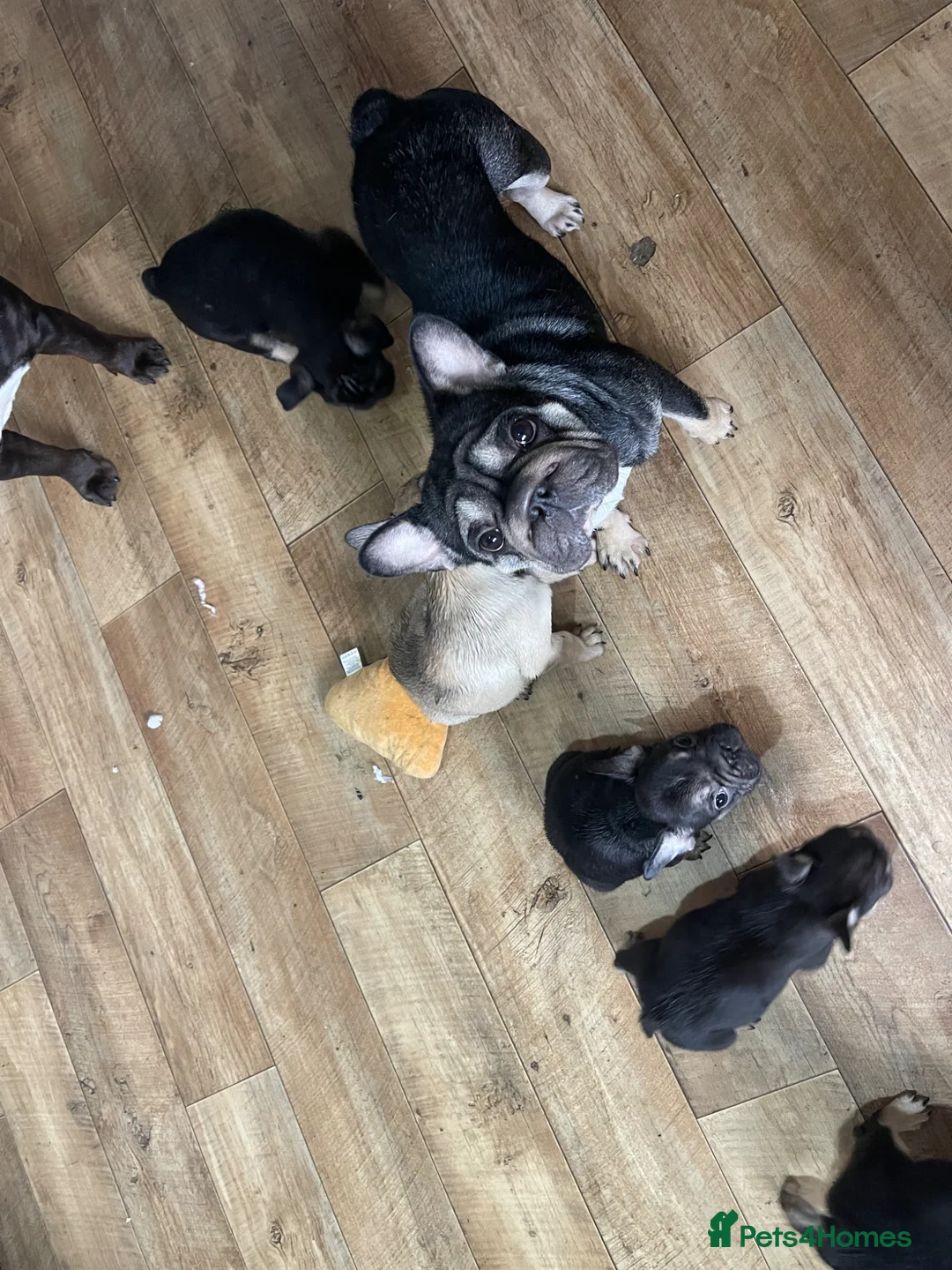 French Bulldog dogs for sale: STUNNING LITTER AVAILABLE NOW!  - Advert 20