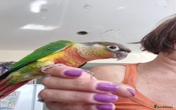 Conures birds for sale: Handreared  - Image 3