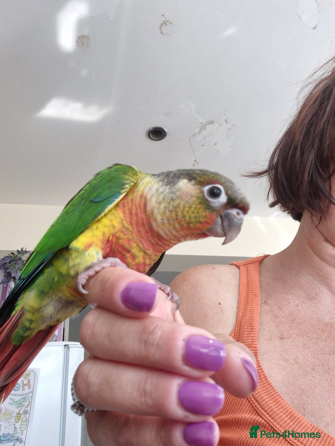 Conures birds for sale: Handreared  - Image 3