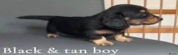 Miniature Dachshund dogs for sale: Miniature long haired dachshund puppy’s  - Advert 8
