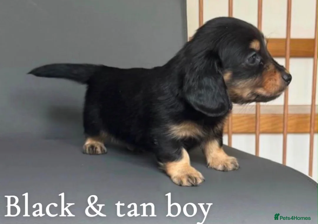 Miniature Dachshund dogs for sale: Miniature long haired dachshund puppy’s  - Advert 8