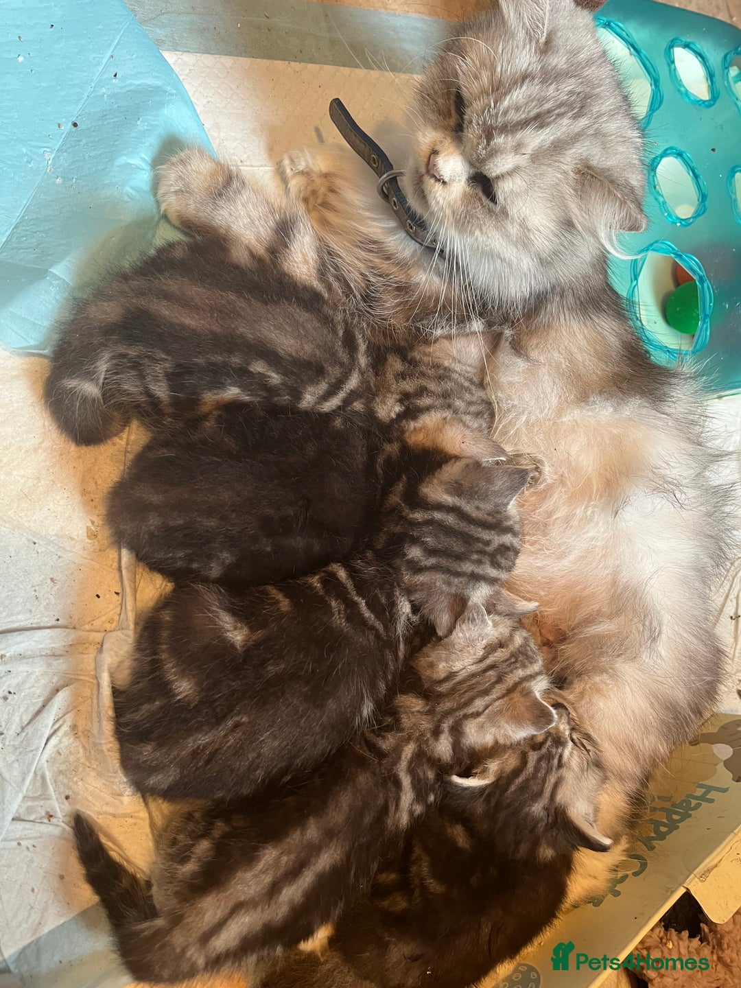 Persian cats for sale: Persian xx ragdolls in Hawes - Image 3