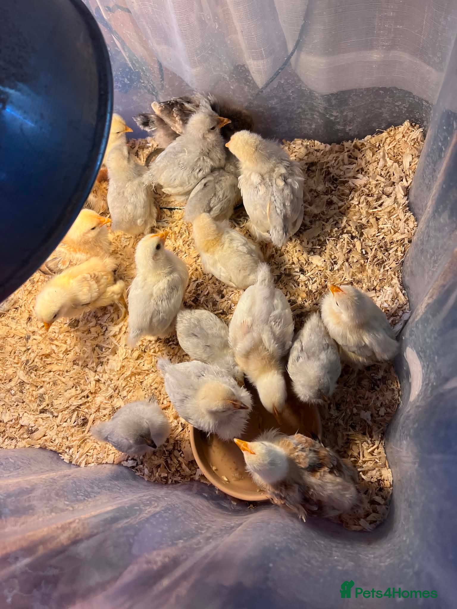 Chickens poultry pekin chicks for sale unsexed  - Advert 1