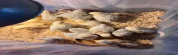 Chickens poultry for sale: pekin chicks for sale unsexed  - Advert 1