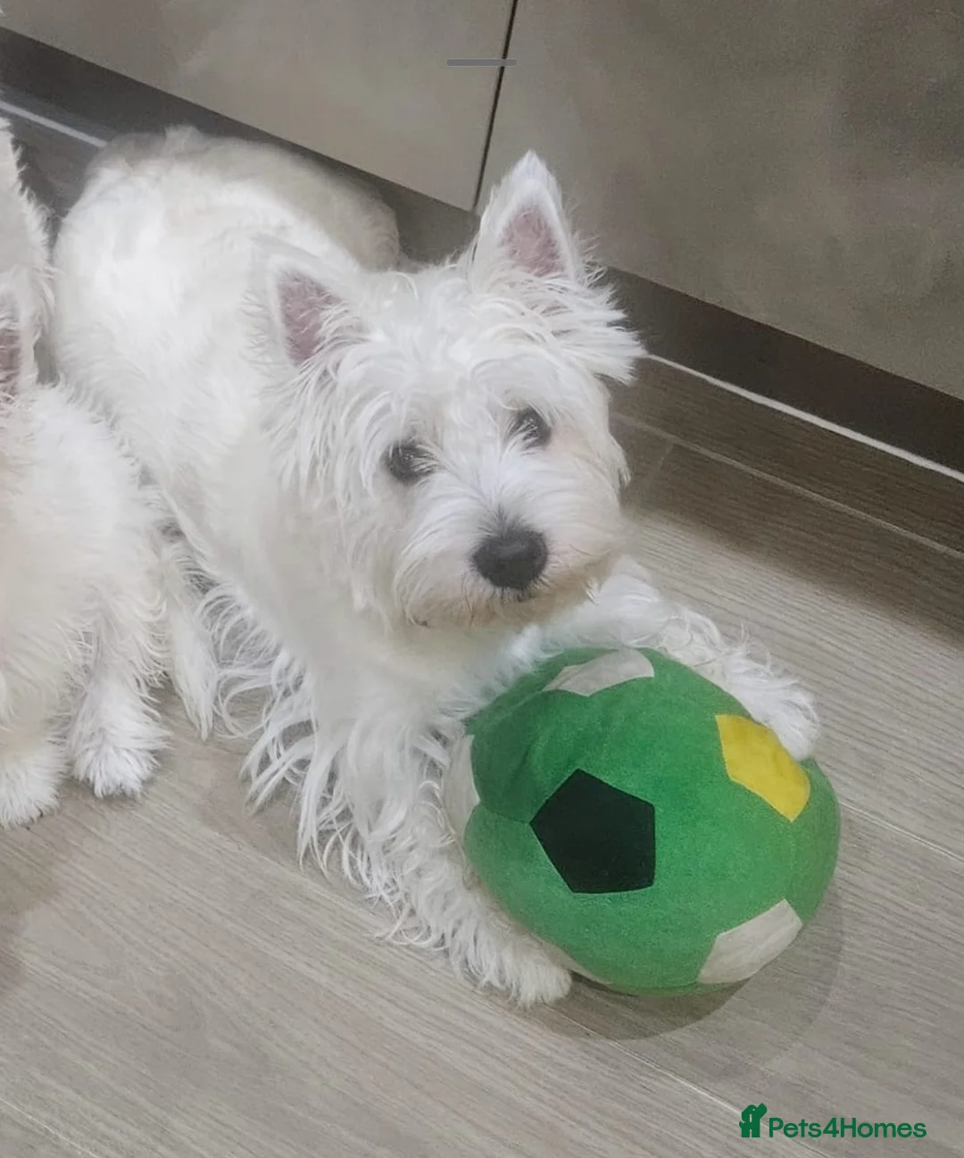 West Highland Terrier dogs for stud: Kennel registered westie for stud in Hounslow - Advert 4
