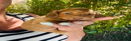 Miniature Dachshund dogs for sale: Chocolate, Cream &  Brindle - 5 star Breeder  - Advert 8