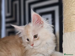 Maine Coon cats Pure Pedegree Beauty Meincoon kitten in Dagenham - Advert 18