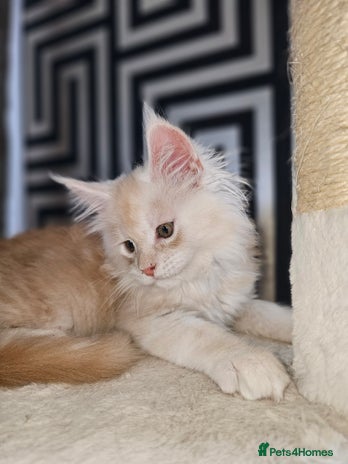 Maine Coon cats for sale in Dagenham - Advert 3