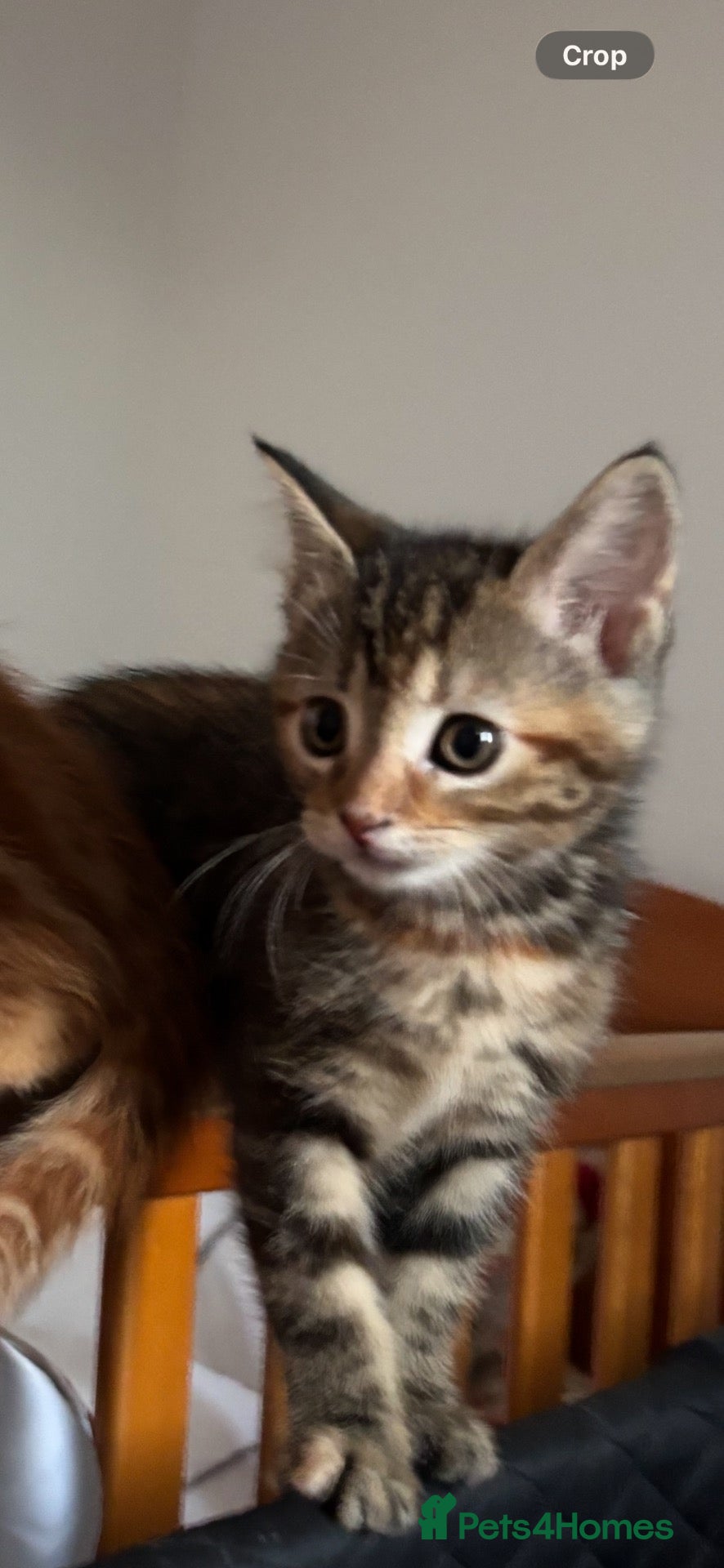Mixed Breed cats for sale: One girl kitten  - Advert 18