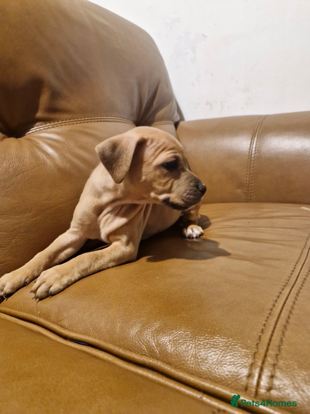Mixed Breed dogs for sale: Staffie bullweiler puppies  - Image 15