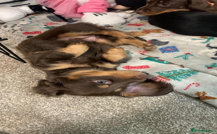 Miniature Dachshund dogs - Advert 5
