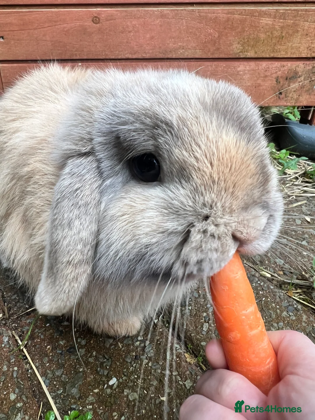 Mini Lop rabbits for sale: Mini lop - Advert 2