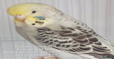 Budgerigars birds - Advert 3