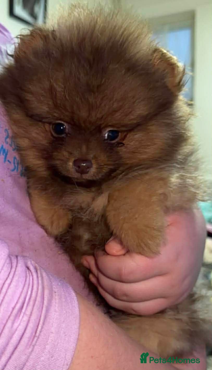 Pomeranian dogs 🐾✨ last Adorable Pomeranian Puppy For Sale ✨🐾 - Advert 1