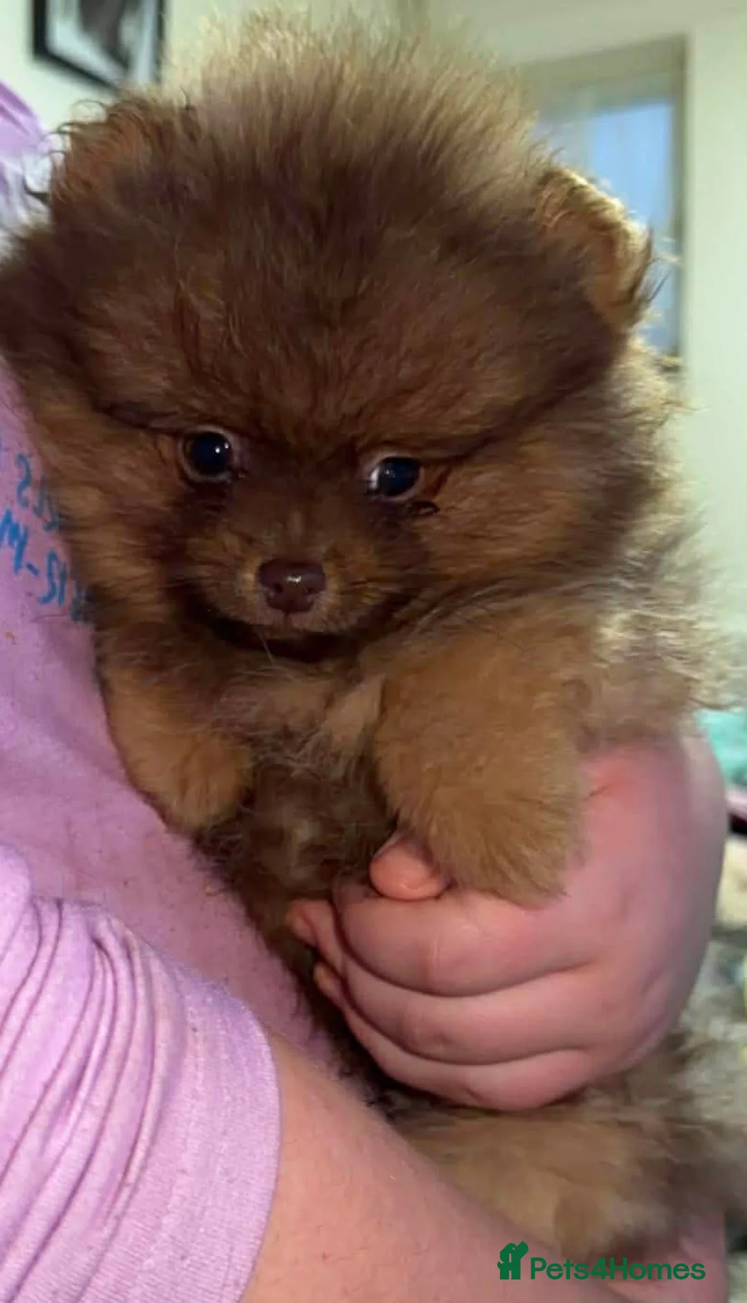 Pomeranian dogs for sale: 🐾✨ last Adorable Pomeranian Puppy For Sale ✨🐾 - Advert 2