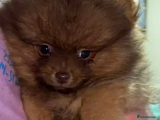 Pomeranian dogs 🐾✨ last Adorable Pomeranian Puppy For Sale ✨🐾 - Advert 4