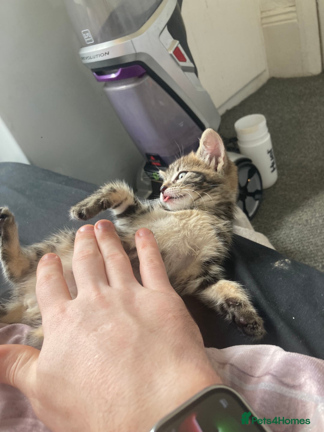 European cats for sale: 4 Cute & Cuddly Kittens Ready For Forever Home - Image 27