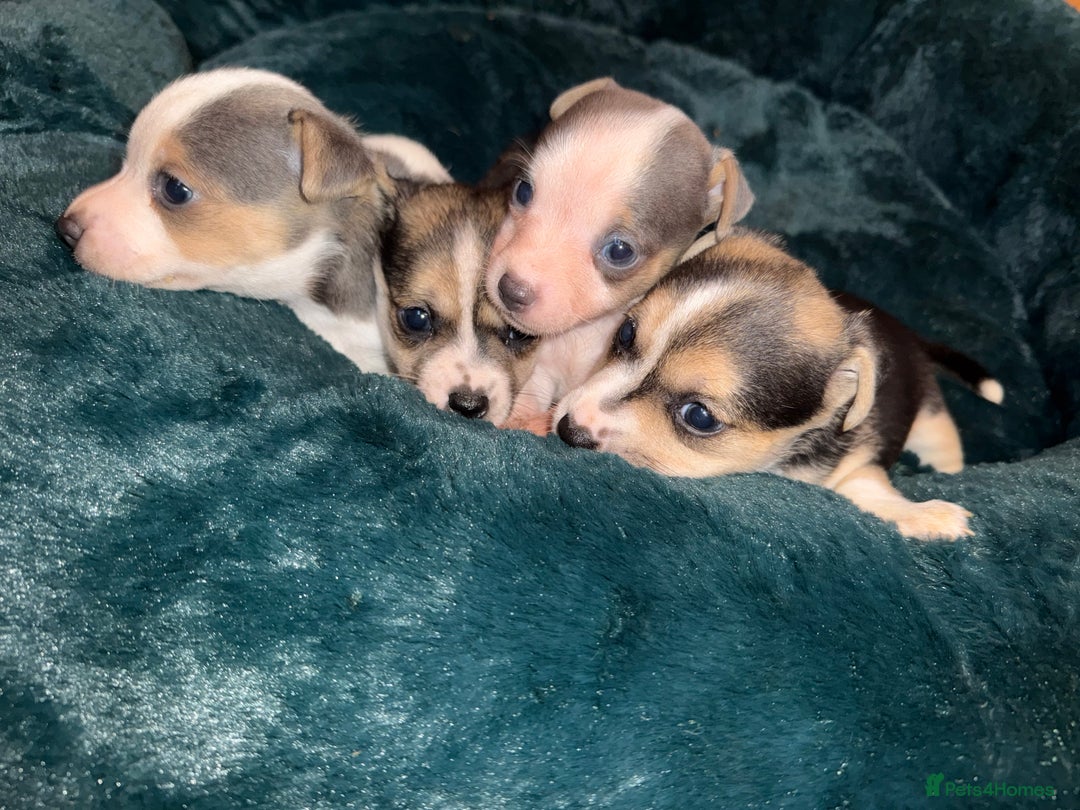 Jack Russell dogs for sale: Miniature jack Russell’s  - Advert 2