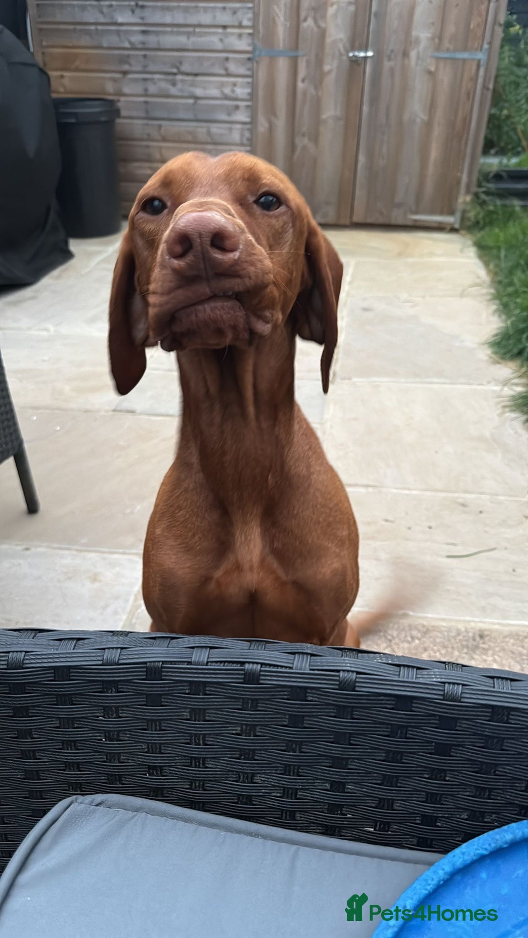 Hungarian Vizsla dogs for stud: Danko is Ready to Meet New Girlfriends. - Advert 5