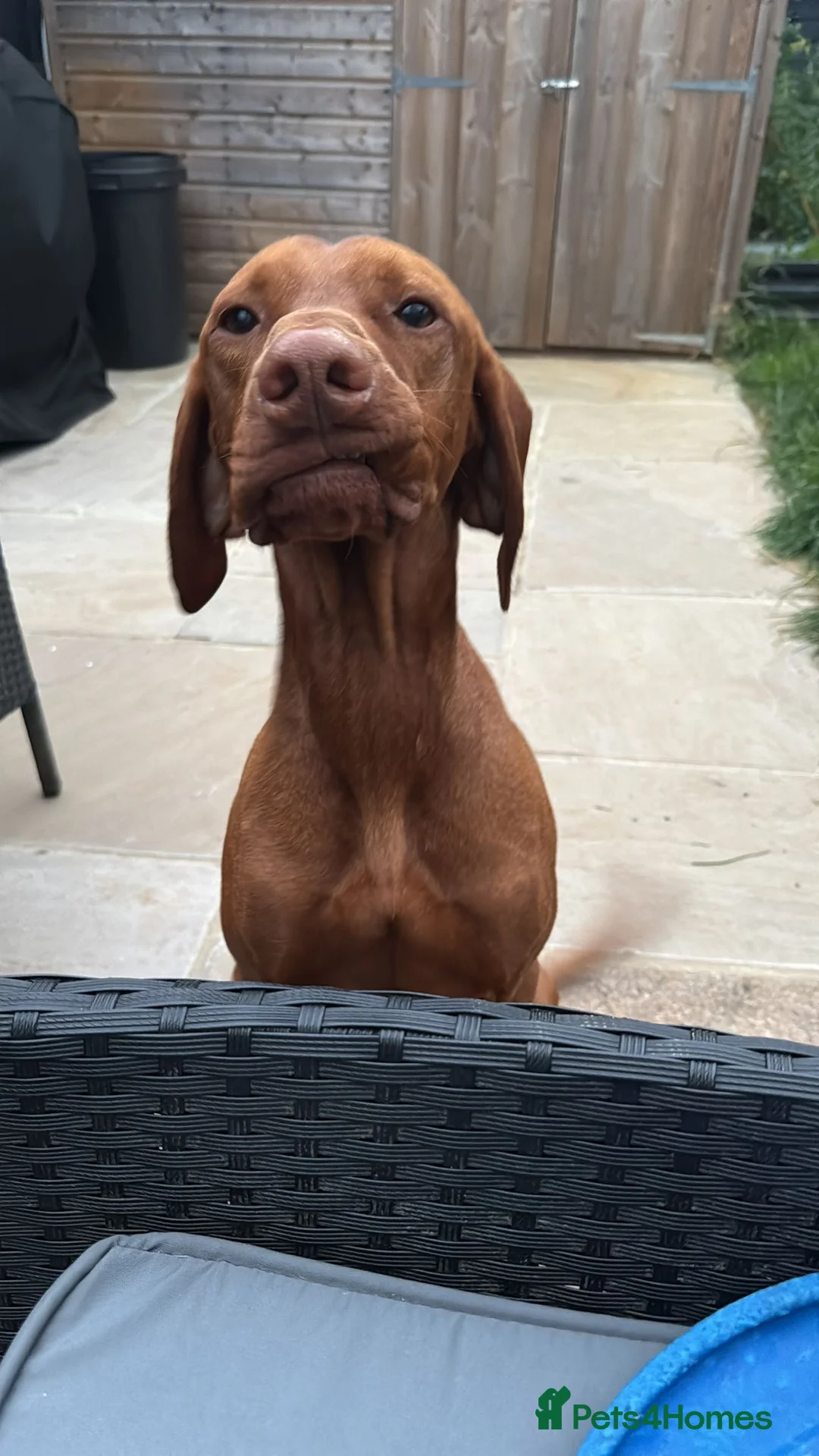 Hungarian Vizsla dogs for stud: Danko is Ready to Meet New Girlfriends. - Advert 6