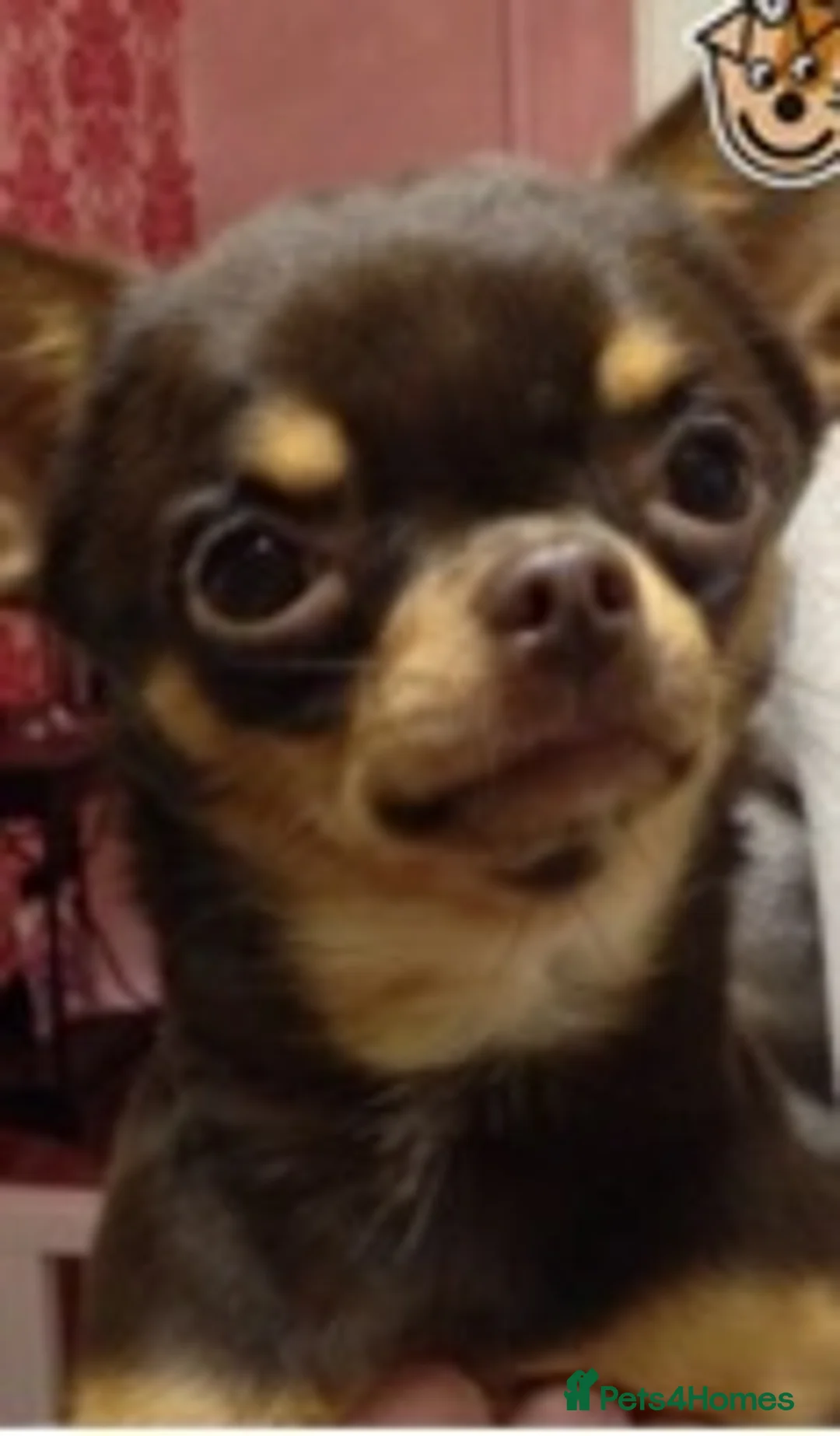 Chihuahua dogs for stud: KC BOYS LILAC, CHOCOLATE , BLUE , BOYS AVAILABLE. in Mansfield - Advert 8