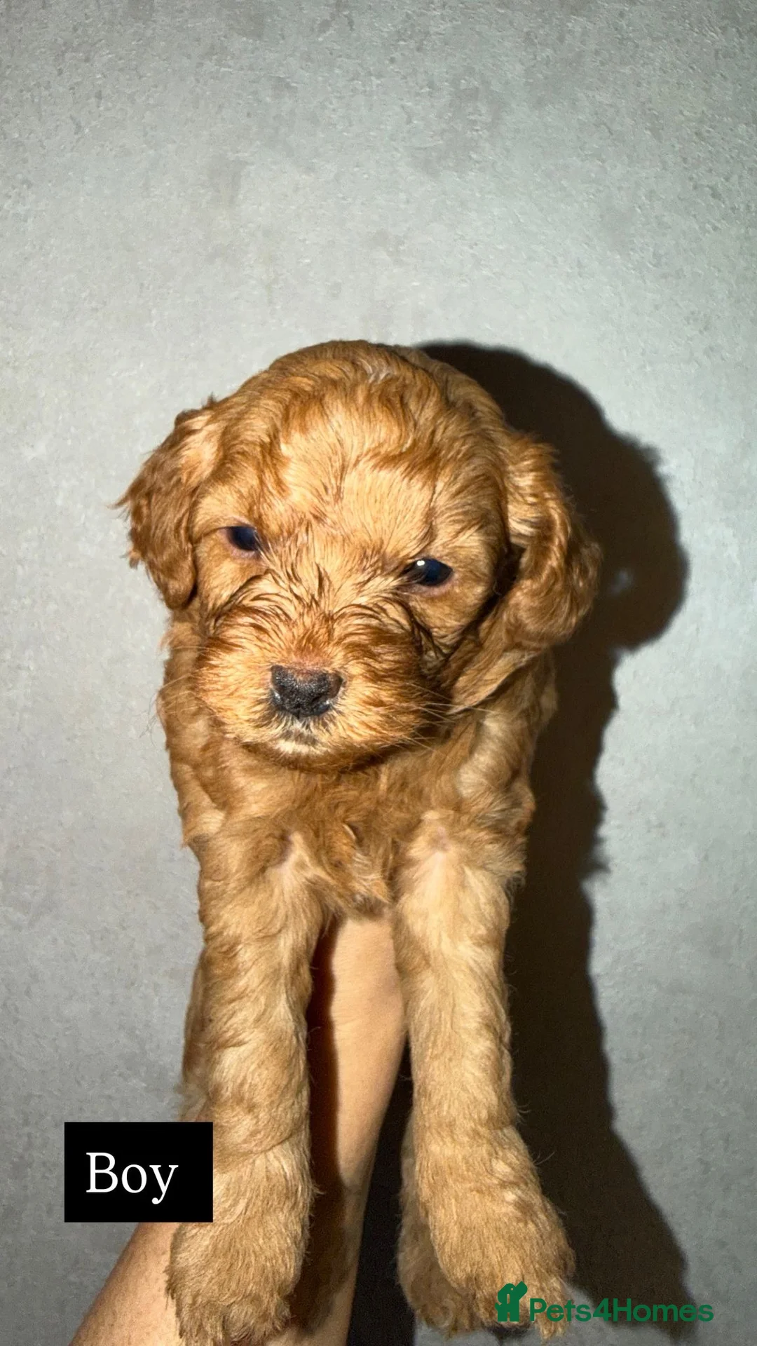 Cavapoo dogs for sale: 6 toy Asian Cavapoo  in Stockport - Advert 14