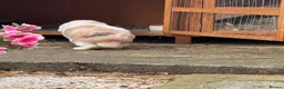 Mini Lop rabbits for sale: Mini lop for sale in Washington - Advert 6
