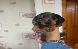 Dachshund dogs for sale: Our 7 Adorable Dachshund Puppies Ready for Homes - Image 21