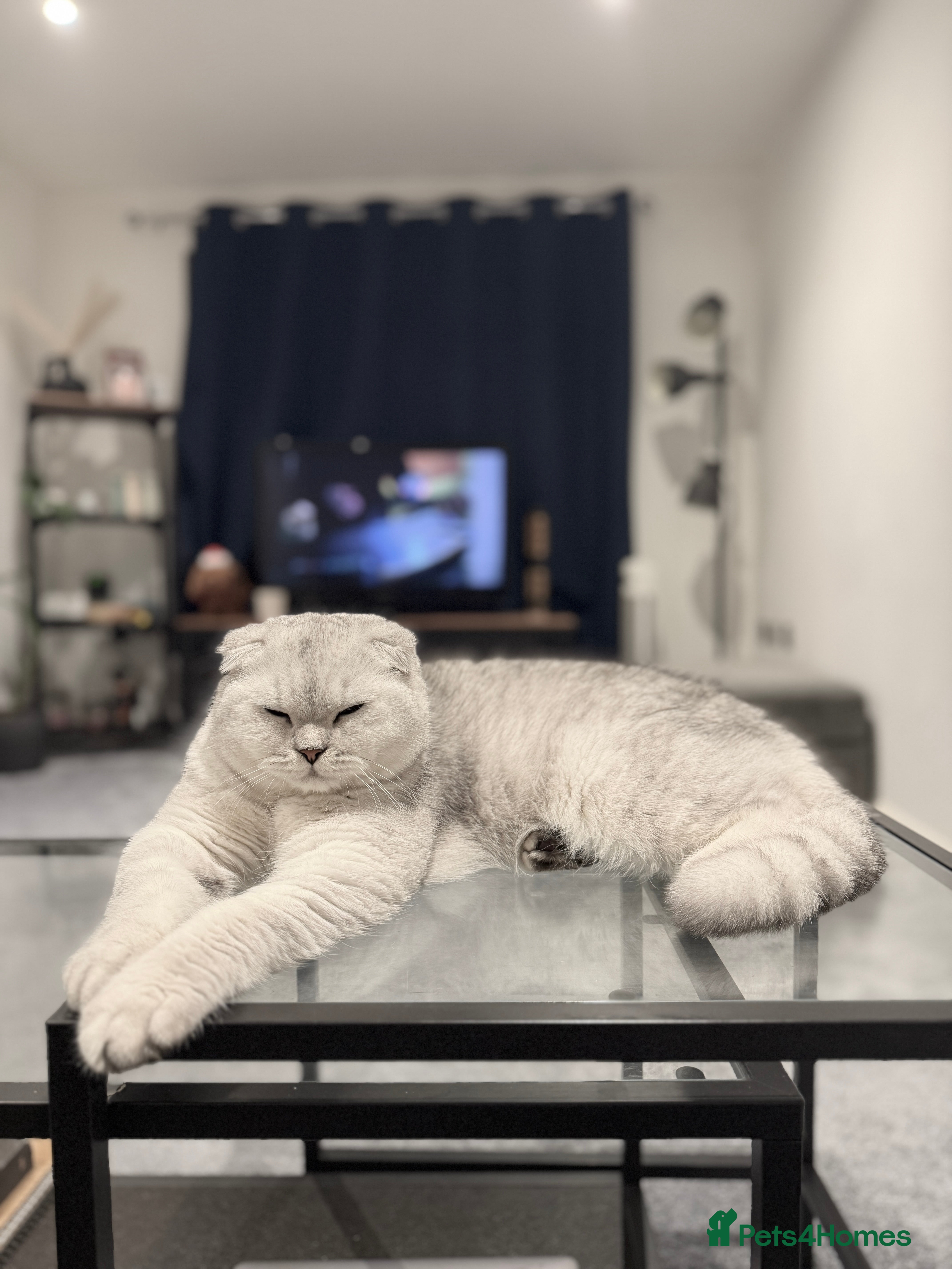 Scottish Fold cats Prada Stud ready for duties  - Advert 1