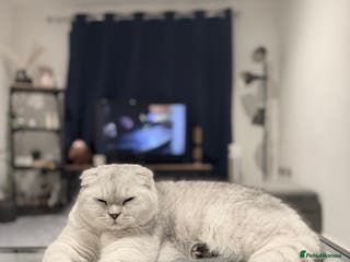 Scottish Fold cats Prada Stud ready for duties - Advert 13