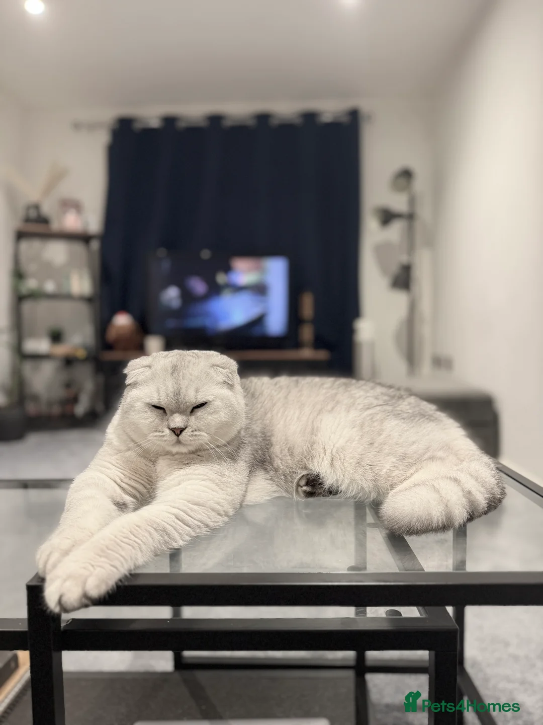 Scottish Fold cats for stud: Prada Stud ready for duties  - Advert 2