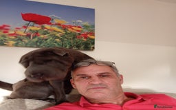 Shar Pei dogs for sale: Munroe  - Image 3
