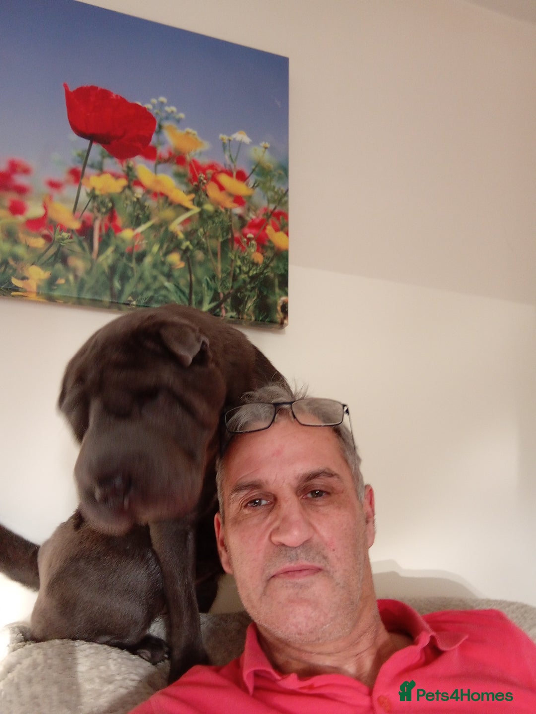 Shar Pei dogs for sale: Munroe  - Image 3