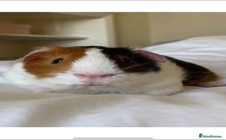 Guinea Pig rodents - Advert 3