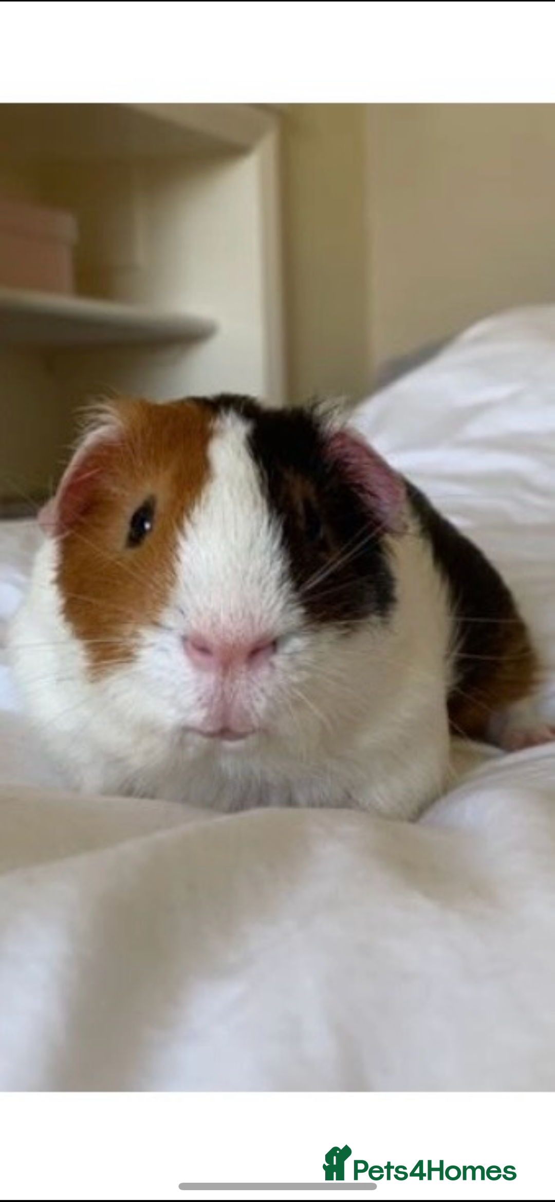 Guinea Pig rodents for sale: Wiggie Guinea pig - Image 1