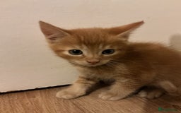 Domestic Shorthair cats for sale: GINGER KITTENS £150 EACH - Image 2