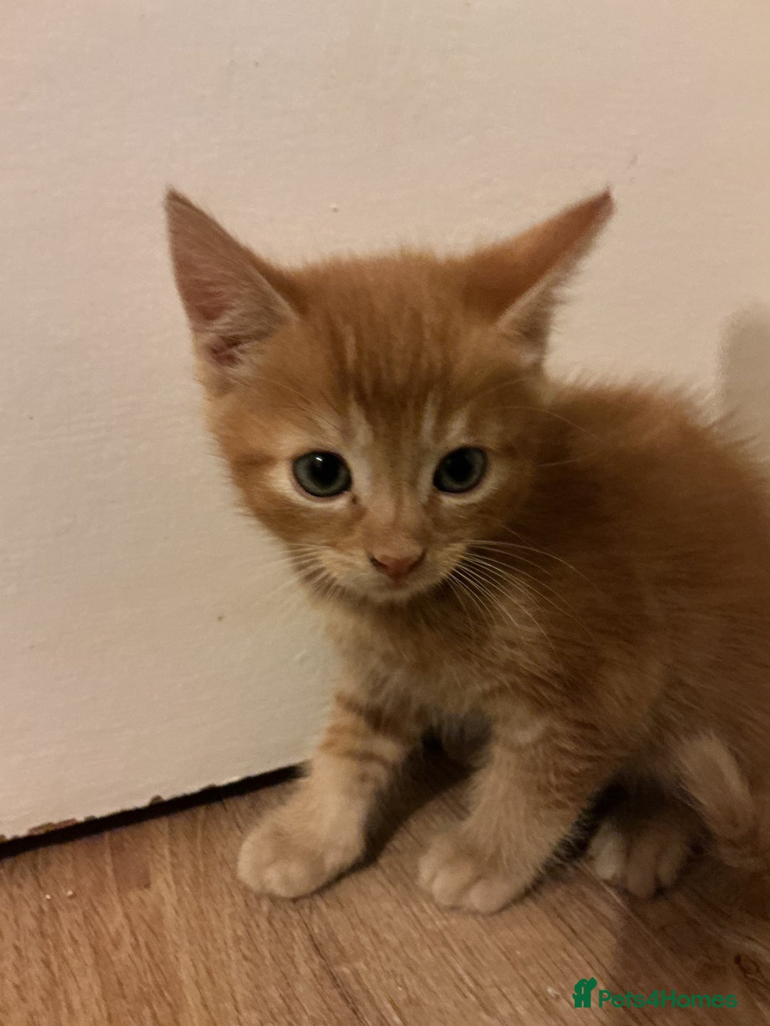 Domestic Shorthair cats for sale: GINGER KITTENS £150 EACH - Image 2