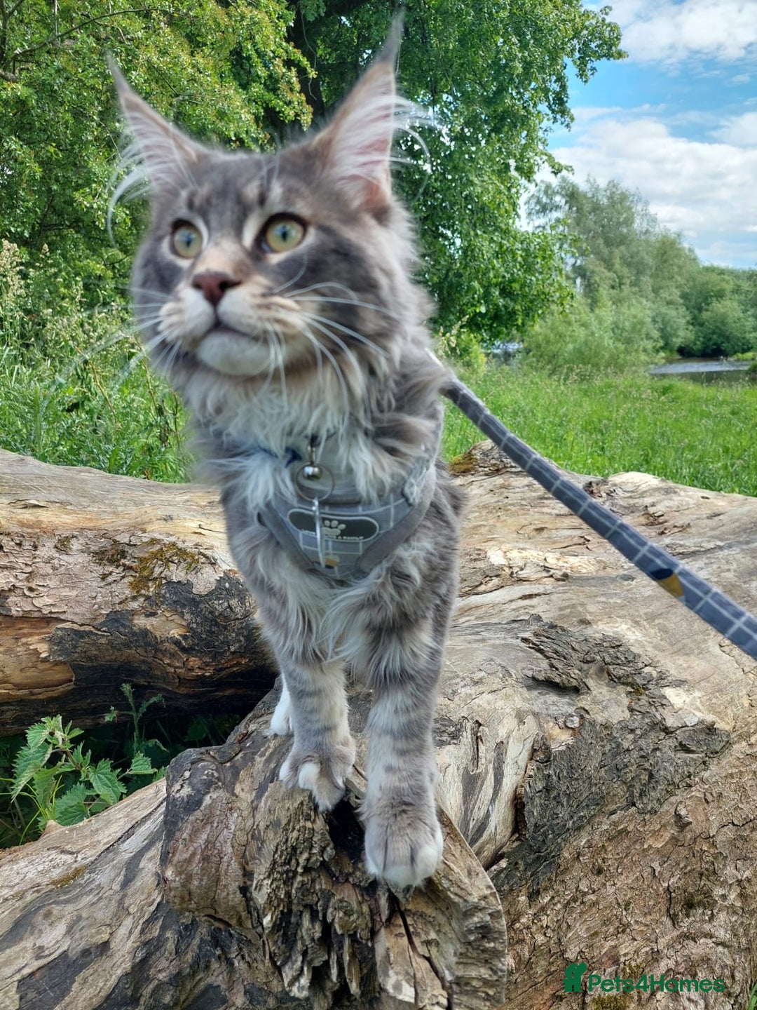 Maine Coon cats for stud: Champion Blue silver Maine Coon TICA GCCF Pedigree in Irvine - Advert 11