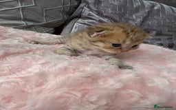Scottish Fold cats for sale: 5 Beautiful ScottishFolds Kittens - Image 10