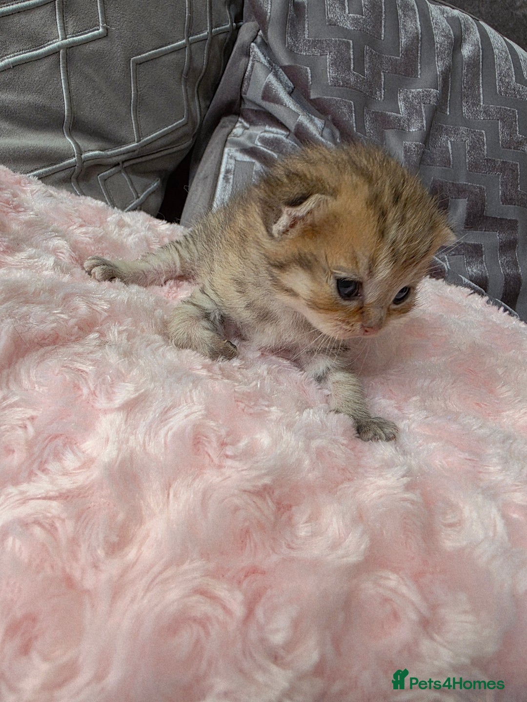 Scottish Fold cats for sale: 5 Beautiful ScottishFolds Kittens - Image 10