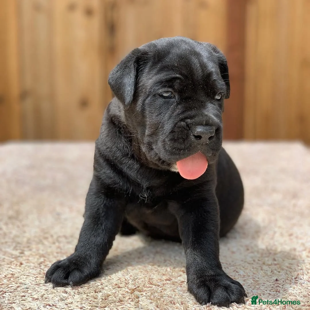 Cane Corso dogs for sale: Protective Cane Corsos!!! in Bournemouth - Advert 2