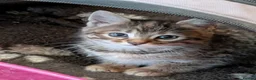 Mixed Breed cats for sale: Gorgeous Bengal X girls in Ellesmere - Advert 4