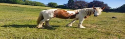 Irish Cob horses for sale: Foxy ride and drive cobs  in Norwich - Advert 2
