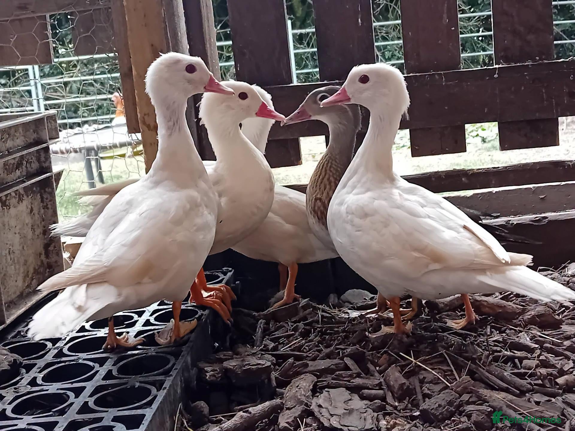 Ducks poultry 5x Beautiful Young Mandarin Ducks  - Advert 2