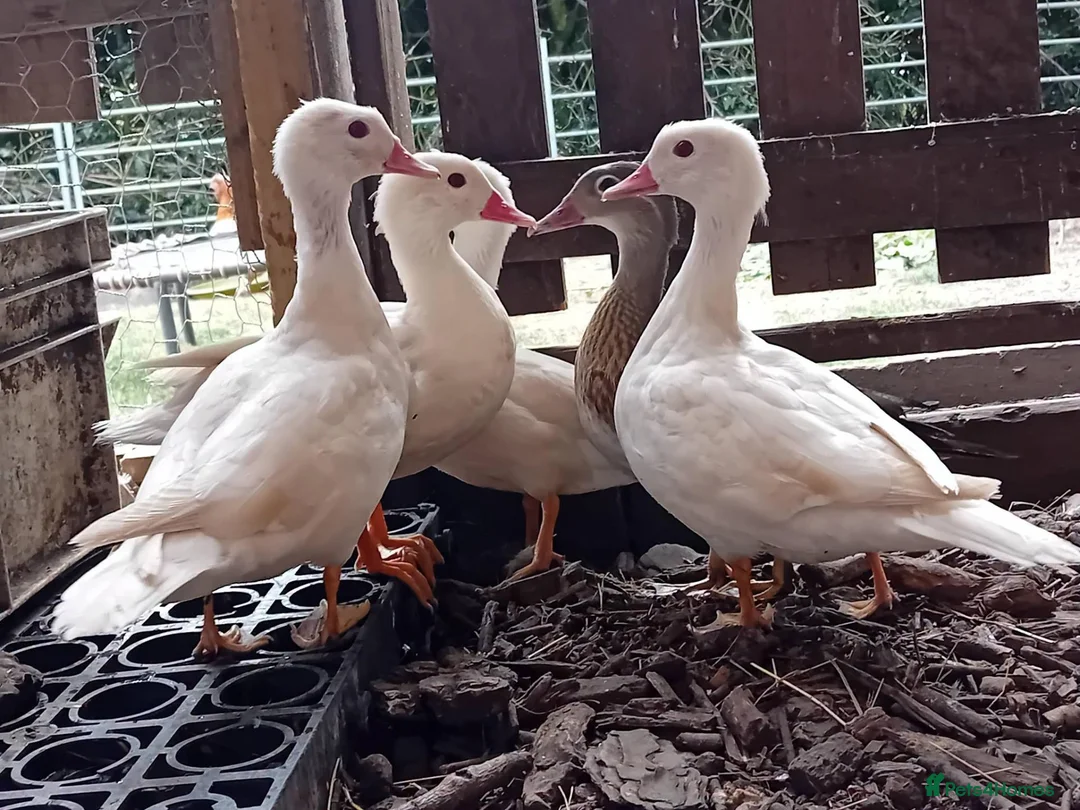 Ducks poultry for sale: 5x Beautiful Young Mandarin Ducks  - Advert 1